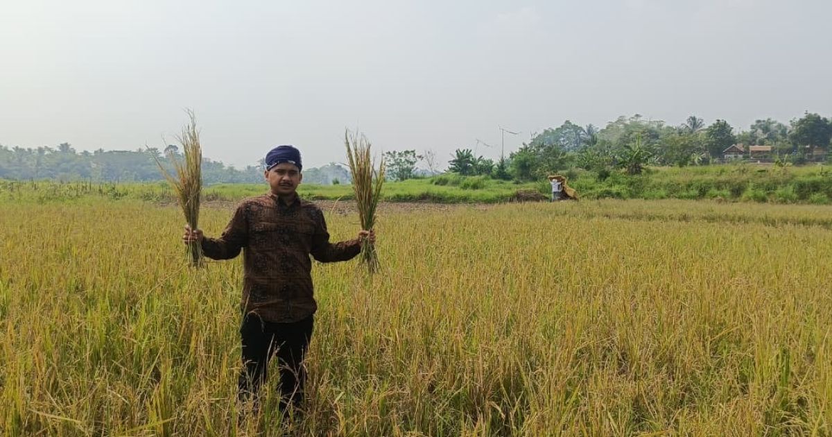 Hasil Panen di Desa Bagoang dan Pangaur Merosot, KNPI Jasinga Minta Irigasi Diperbaiki