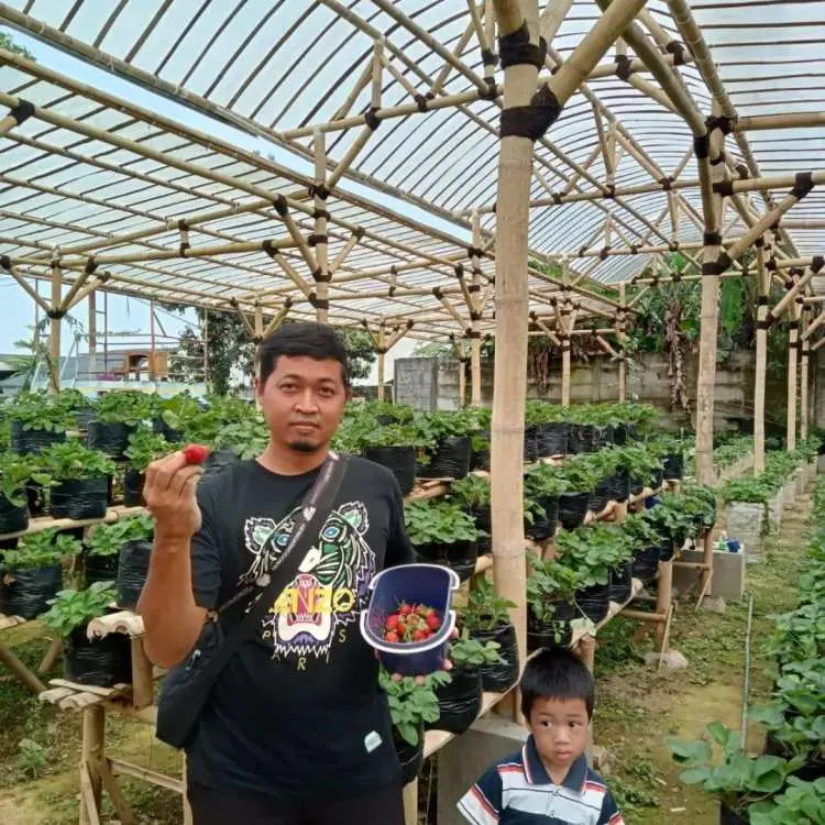 Taman Strawberry Kadudampit Sukabumi Ajak Liburan Keluarga Sambil Petik Strawberry