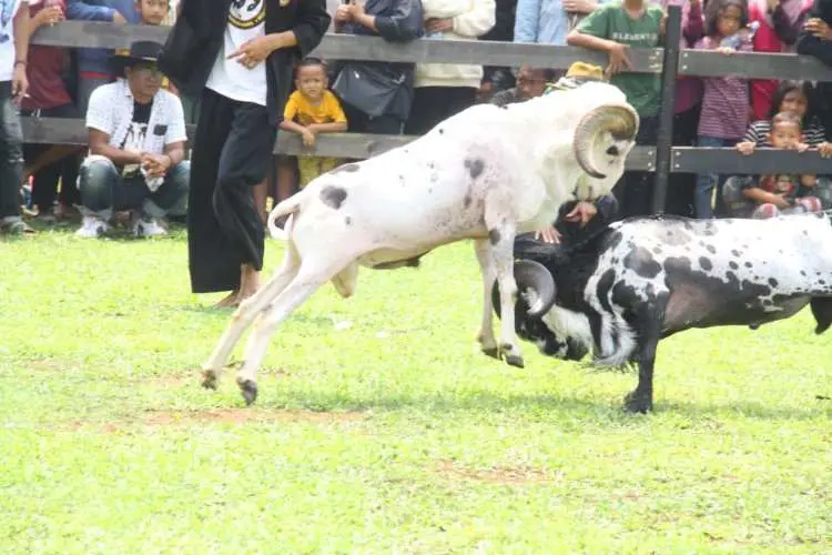 278 Ekor Domba - Kambing Ikuti Festival Ternak Domba-Kambing dan Seni Ketangkasan Domba