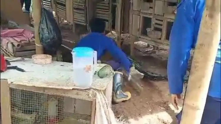 Masuk Kandang Ayam, Ular Sanca Kembang 4 Meter Sukses Diamankan Damkar Sektor Leuwiliang
