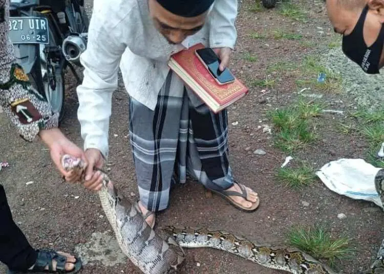 Bikin Gempar Warga, Ular Sanca Masuk Perkampungan Dan Terkam Ayam Jago